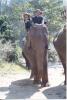 Elephant ride in Chiang Mai